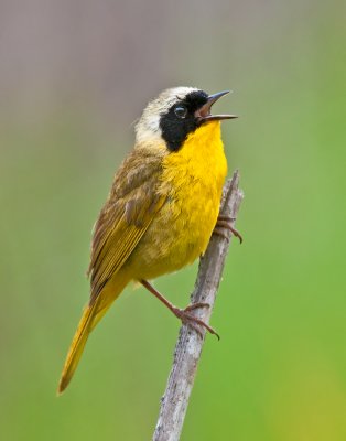 common yellowthroat