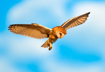 barn owl