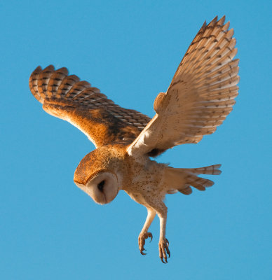 barnowlhover.jpg