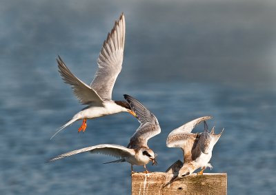 adult feeding fledglings