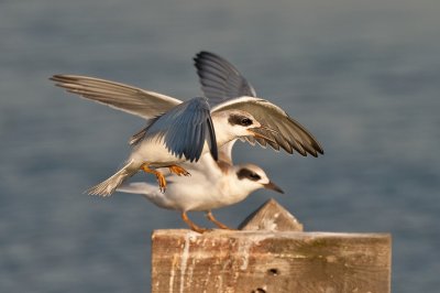 siblilng fledges