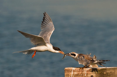 adult feeding fledgling