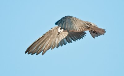 blcktern4.jpg