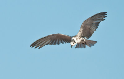 blcktern6.jpg
