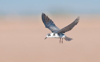 blcktern7.jpg