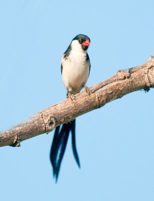 pin tailed whydah