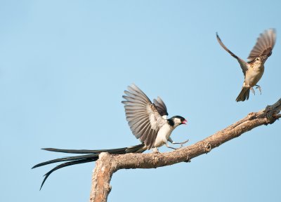 Whydah courting