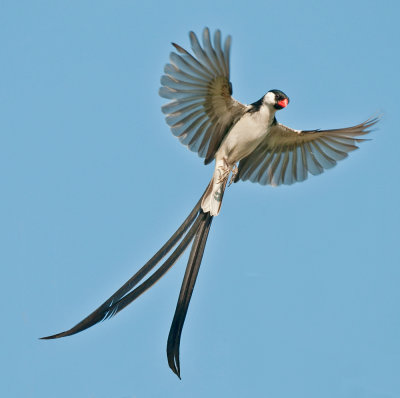 Whydah courting display