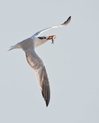 royal tern