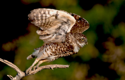 burrowing-owl.jpg