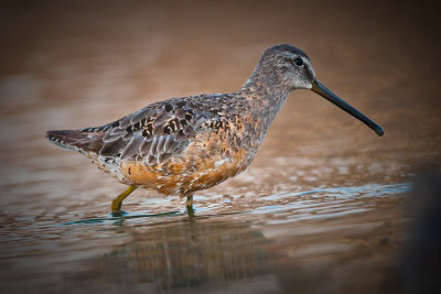 longbilled-dowitcher.jpg