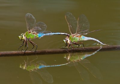 dragonfly4.jpg