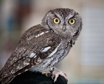 western screech owl