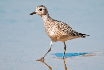 black bellied plover