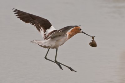 male avocet removing just hatched egg from nest