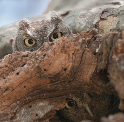 Hide and see with a couple of screech owlets