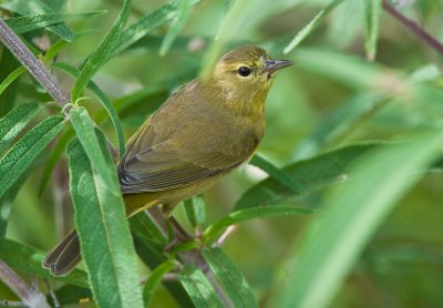 orange crowned warbler