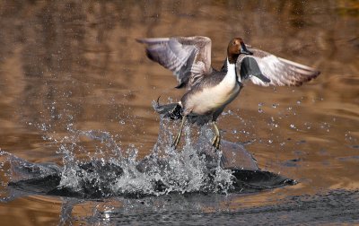 pintailtakeoff.jpg