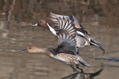 pintailpair.jpg