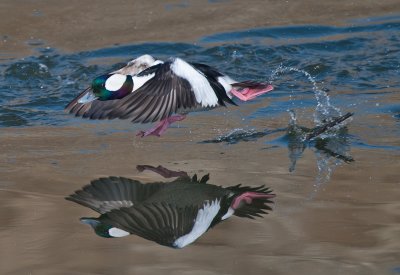 bufflehead - Off to the races