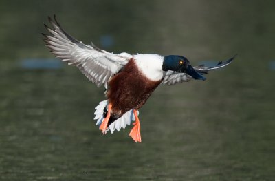 northern shoveler