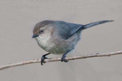 Bushtit