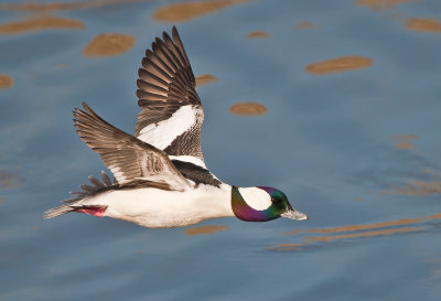 Mr Bufflehead