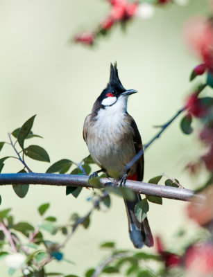 Red whiskered bulbul