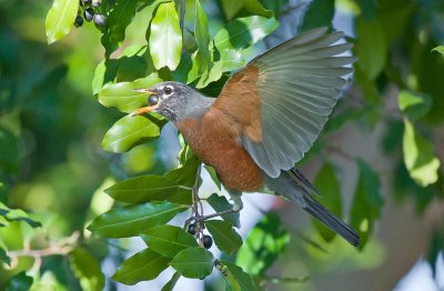 American robin