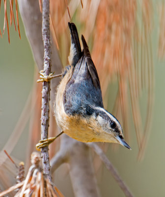 Red breasted nuthatch