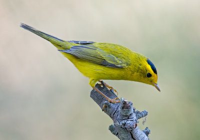 wilson's warbler