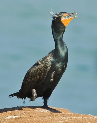 double breasted cormorant in breeding plumage