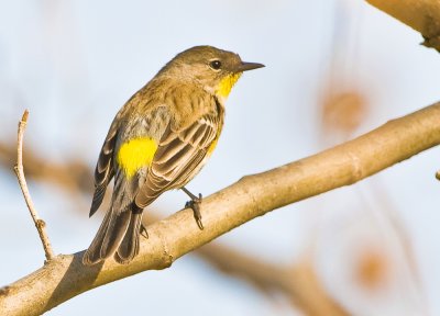 yellow rumped warbler