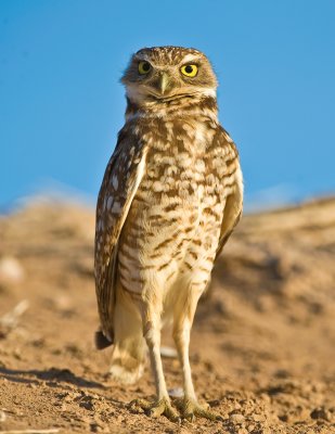 Burrowing Owl