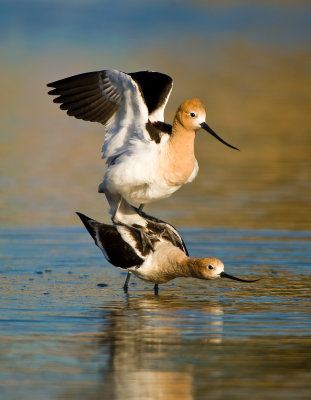 american avocets