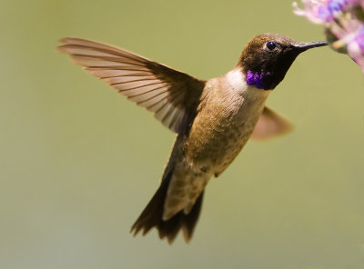 black chinned hummer