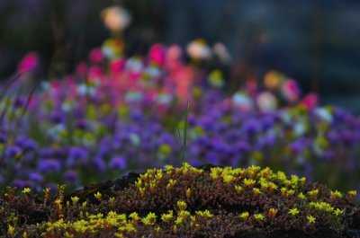 Blomsterprakten är fantastisk på vissa öar, gul fetknopp i förgrunden.