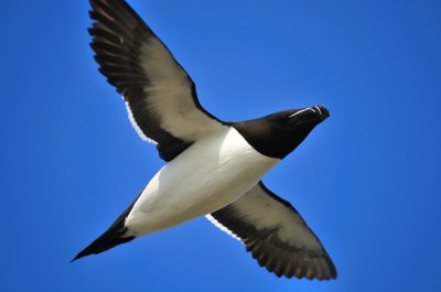 Som att försöka fotografera humlor, men ibland hinner man med...