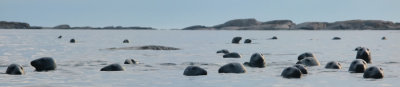 Sälflocken...