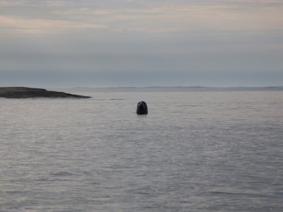 säl_1.jpg