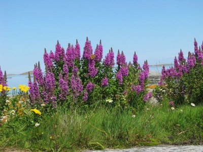 Fackelblomster på Lygna