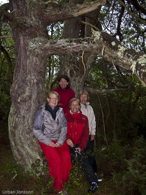 Cattis,  Stina, Ewa & Kattis har hittat en fin tall i skogen.