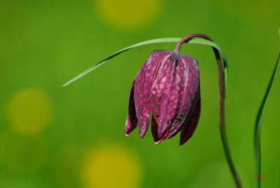 Kungsngsliljan var nstan verblommad.