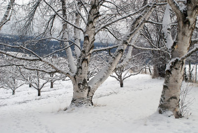 Winter Birch
