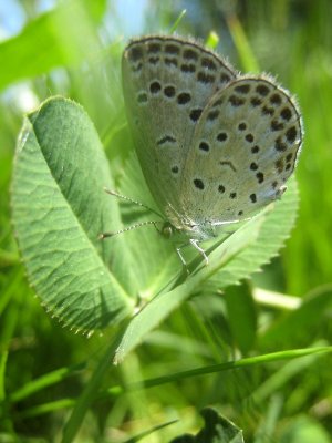 Tiny butterfly near Leshan IMG_1248.JPG
