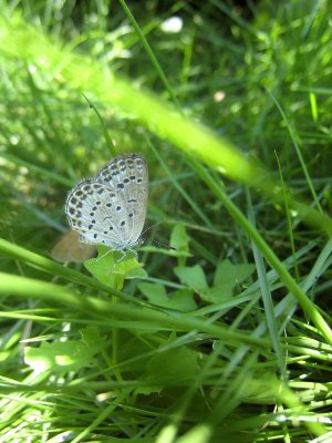 IMG_1250 .JPG