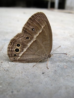 IMG_1516 .JPG