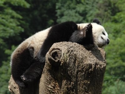  Panda at rest DSC_0125.JPG
