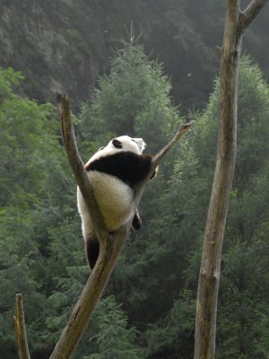 2006  in  Wolong, Sichuan DSC_0098.JPG