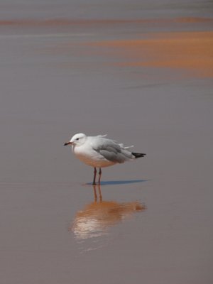 Australian birds & fauna